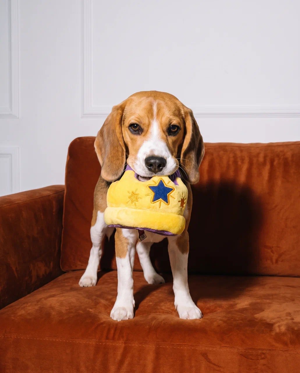 A beagle holding a yellow crown toy on an orange sofa